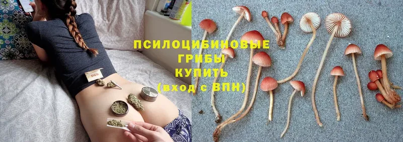 Галлюциногенные грибы Psilocybine cubensis  Канск 